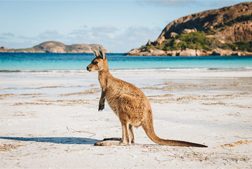 Kangaroo at Lucky Bay in Cape Le Grand National Park, Australia